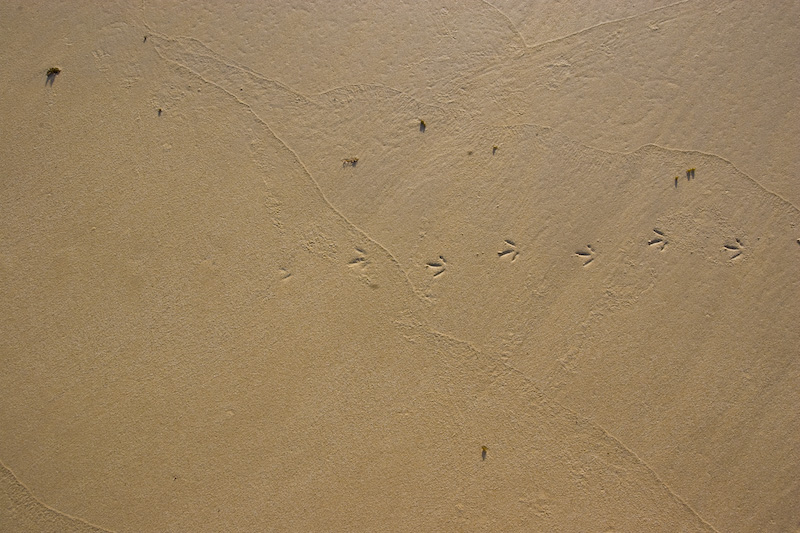 Tracks In Sand